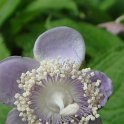 Deinanthe caerulea fleur